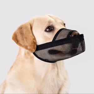2024年金毛犬宠物嘴套与止吠器价格全指南 类型、选择与最新报价