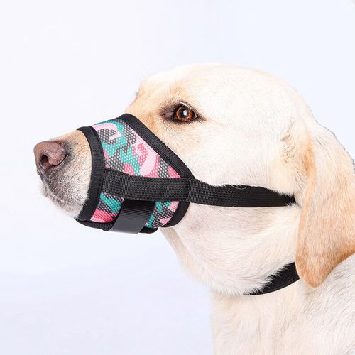 狗狗嘴套全解析 从防咬防叫到防误食，如何为爱犬挑选“隐形护卫”